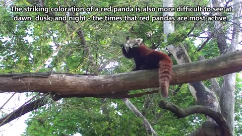 Red Panda facts: this level of adorable should be illegal | Animal Fact Files