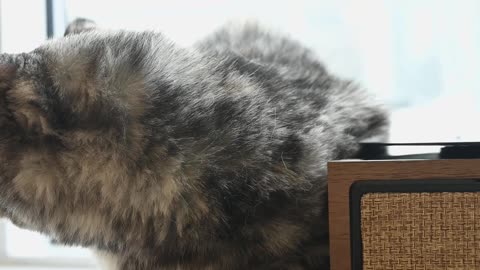 /close-up-video-of-a-cat-