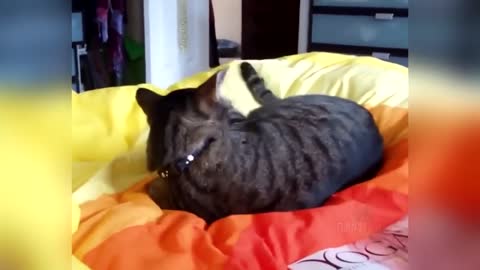 Funny Cats