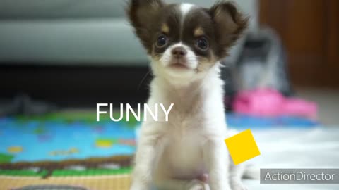 Cute And Softy Dog Video