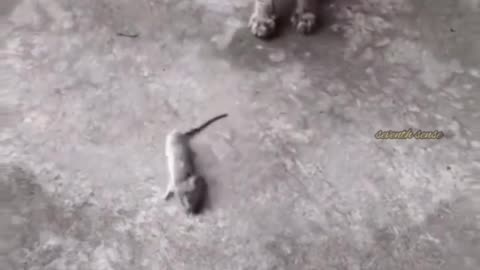 Cute cat, innocent cat, funny rat