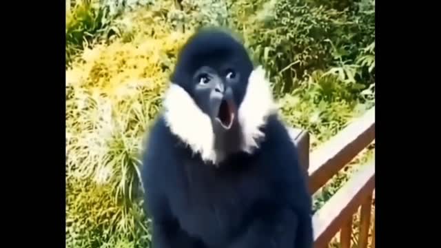 Monkey sounds like a siren funny animal Video