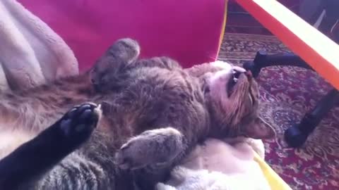 dreaming cat having nightmares