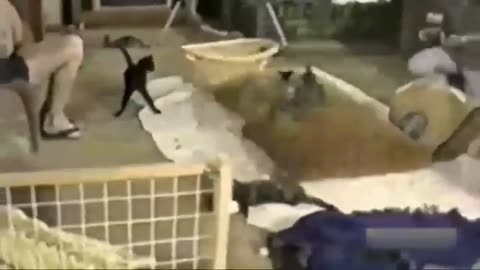Scared cat moments