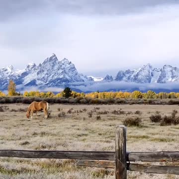 Horses grazing with beautiful Wyoming mountains as a backdrop