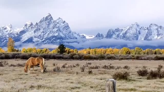Horses grazing with beautiful Wyoming mountains as a backdrop