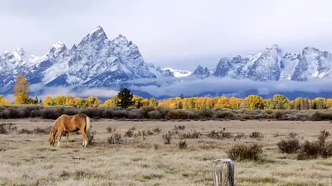 Horses grazing with beautiful Wyoming mountains as a backdrop
