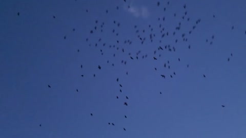 crows cover the sky beautifully