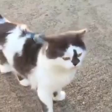 Cat 🐈🐈🐈🐈🐈🐈🐈🐈🐈