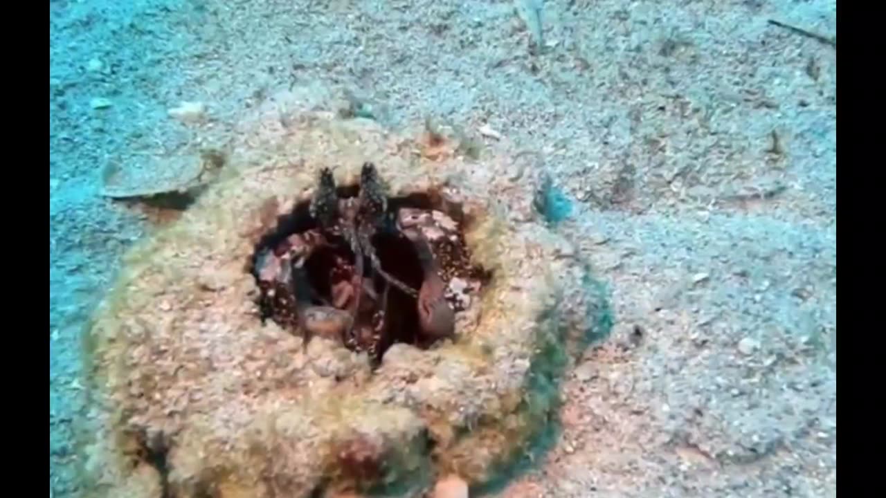 Very Wierd Sand Dwelling Sea Creature