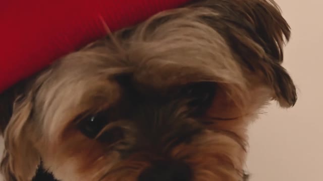 Cute Dog Wears A Red Hat