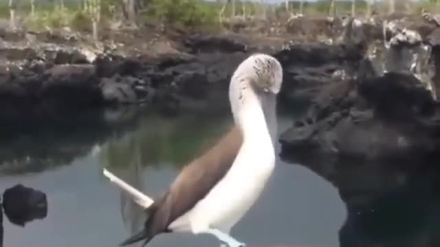 Blue-Footed Booby Bird's Soldier Move