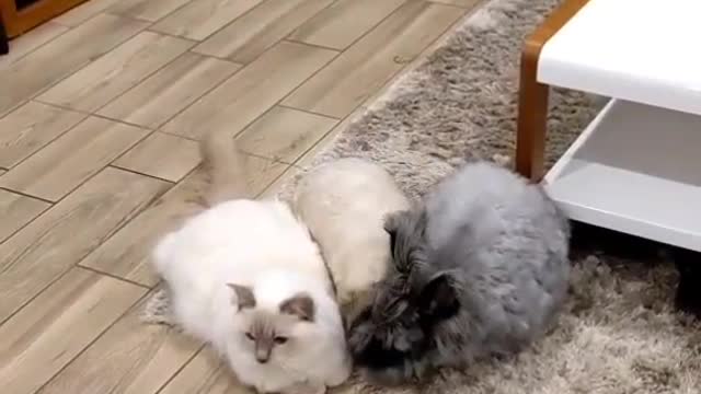 Pandora the cat grew up with rabbits