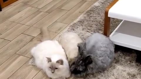 Pandora the cat grew up with rabbits