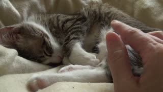 The Role and Anatomy of a Cat's Tongue