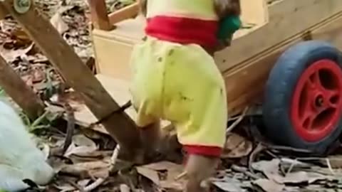 Meet the cute monkey that can do housework