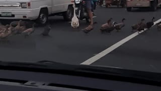 The Cutest Pedestrians on Earth