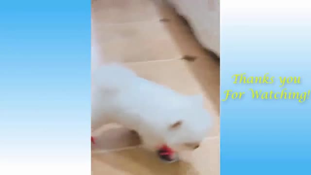 funny dog wears shoe