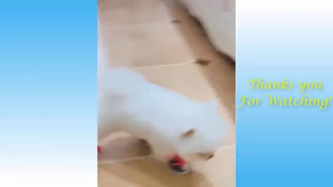 funny dog wears shoe