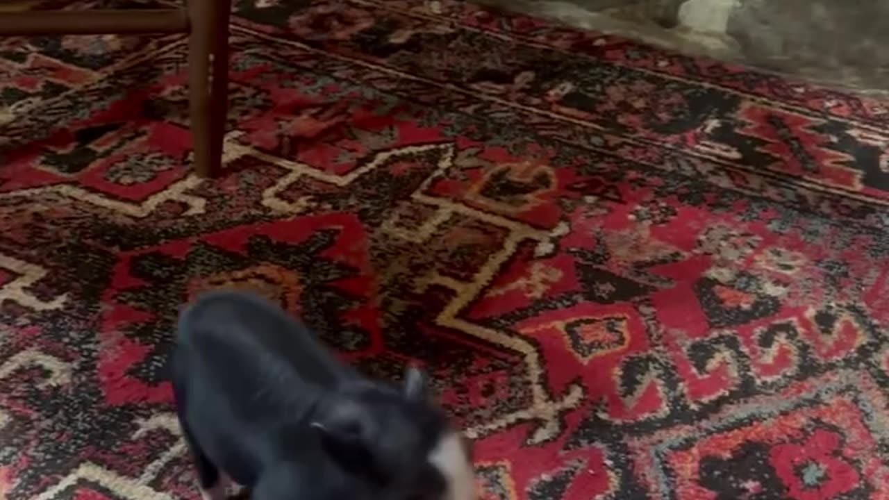 Heeler And Piggy Play At Home