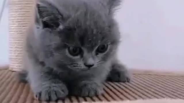 Little little blue cat