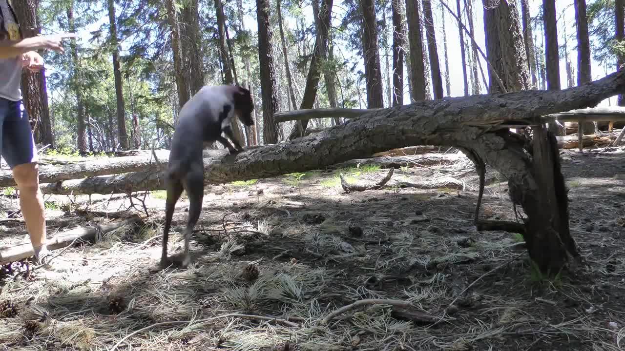 Agility training in the woods ~ Xoloitzcuintli (Mexican Hairless dog)