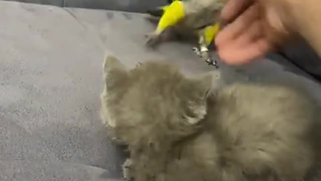 bully parrot