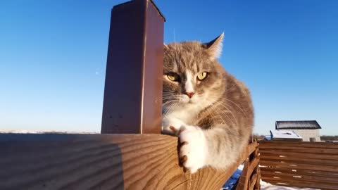 When cats are focus on some things and very cunning.