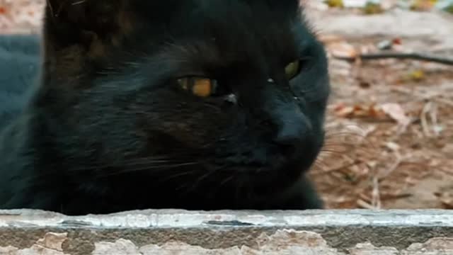 Black cat😱😱