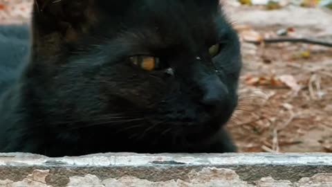 Black cat😱😱