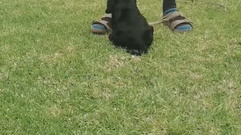 Mini Puppy Recognises His Name For The First Time