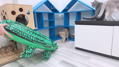 Cats and Dogs Funny Videos 2023