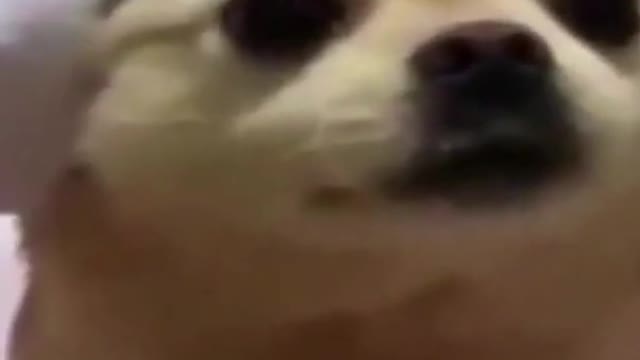 Just adorable smiling dogs