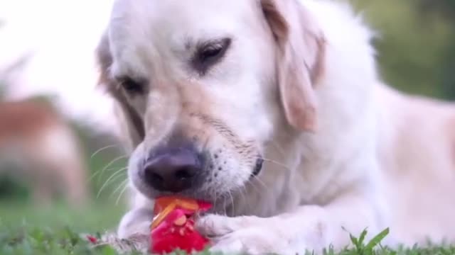Funny Cats 😹 - Don't try to stop laughing 🤣 - Cats In Funny Situations