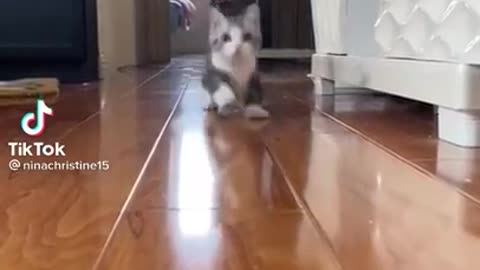 Short Leg Cat Running To You