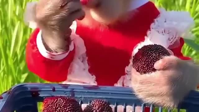 monkey baby eating fruit