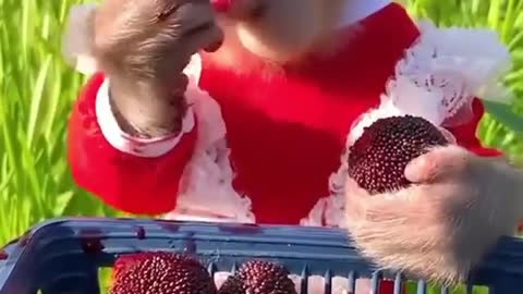 monkey baby eating fruit