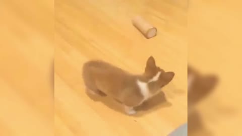 Little Corgi is actually afraid of the pot with hidden food