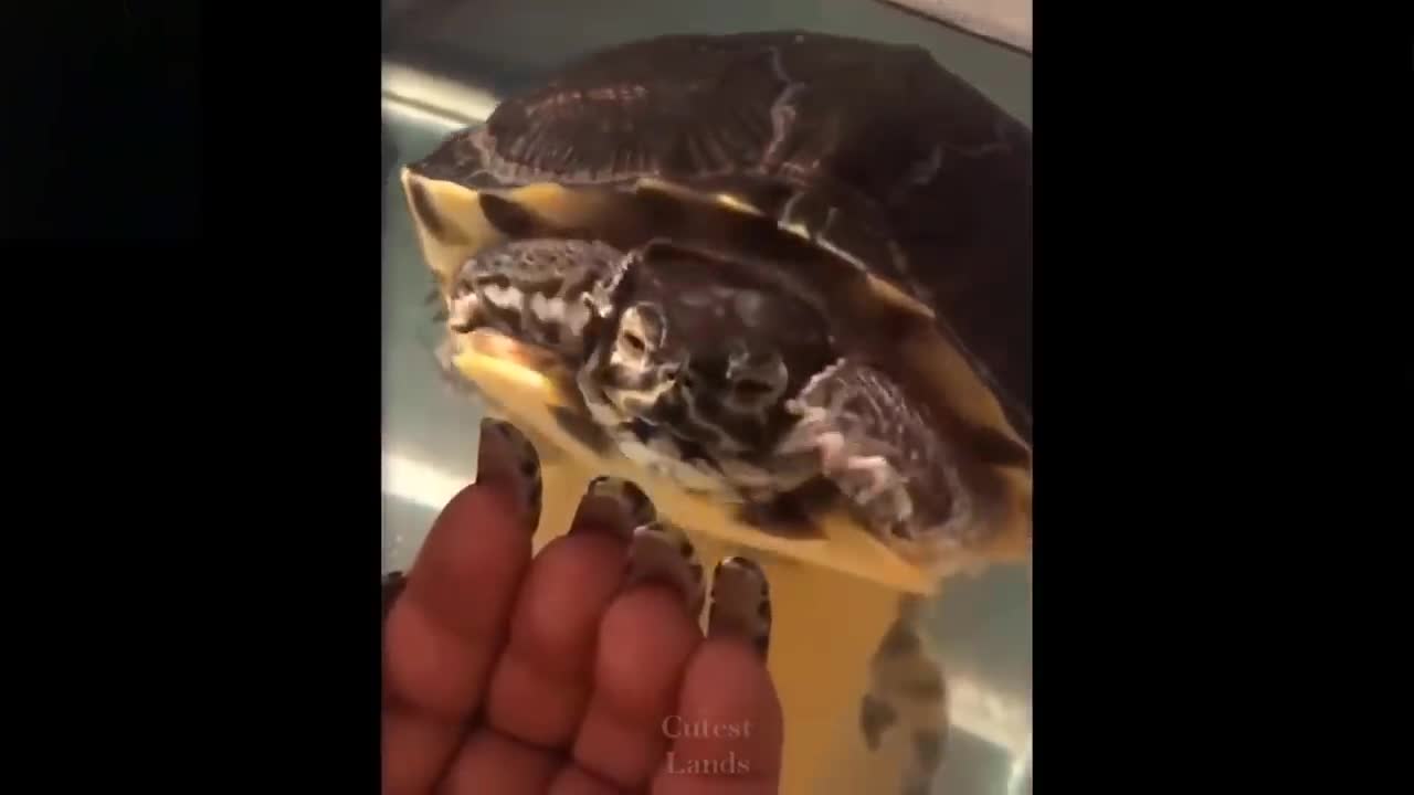 Funny Pets Compilation Cute and Lovely Pets will make you laugh
