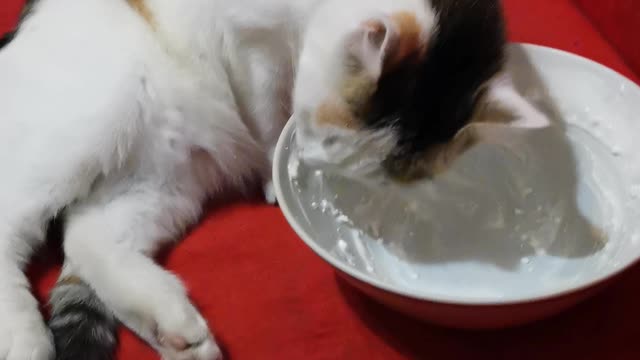 My cats
