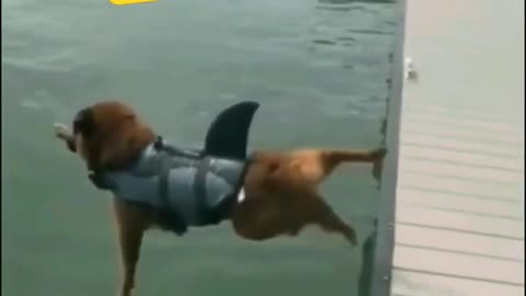 Dogs trying 2 jump in 💦💦 #dogs #dog #doglovers #pets #pet #funny