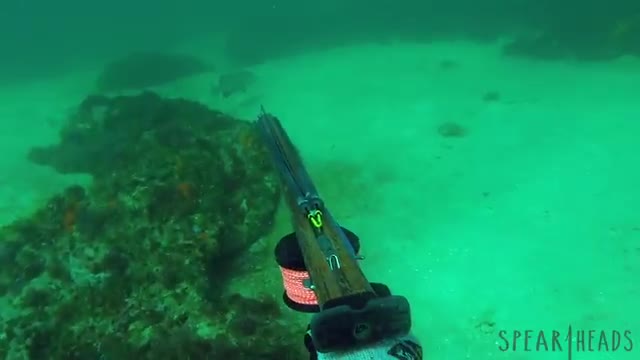 Gulf Coast Gag Grouper - Spearheads Spearfishing