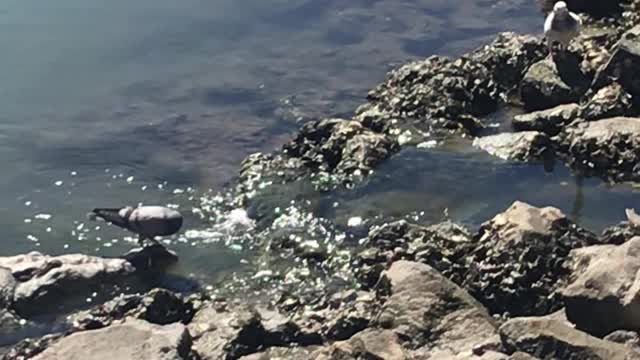 Pigeon Struts Down Crocodile's Snout