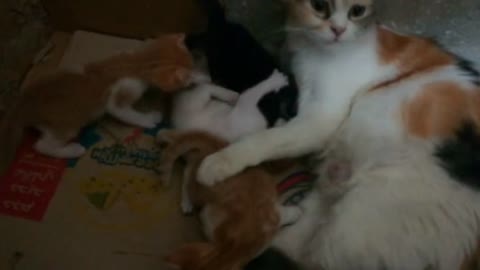 3 Weeks Old Kitties Play Around Mommy