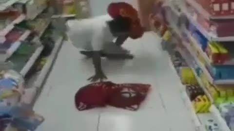 TRENDING FUNNY VIDEO