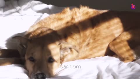 Best Sounds Your Dog will fall for | Sounds that highly attract dogs
