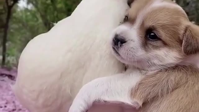 Baby Dogs - Cute and Funny Dog Videos Compilation #25 | Aww Animals 😍😍