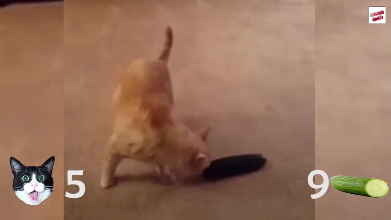 Cats vs Cucumber Compilation