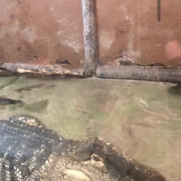 Feeding Bubbles the Alligator