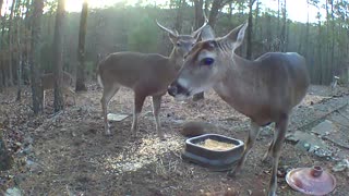 deer up close